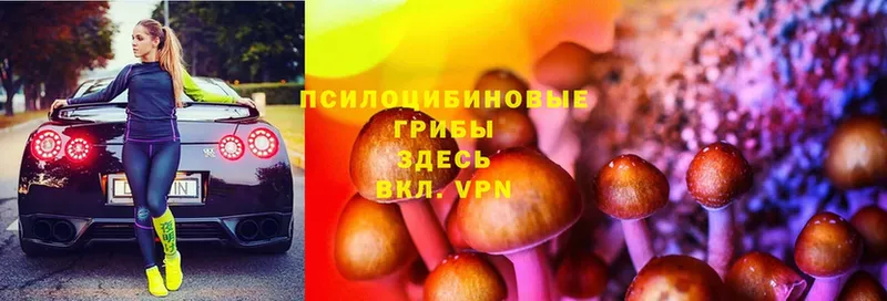 Псилоцибиновые грибы Psilocybine cubensis  площадка как зайти  Каргополь 